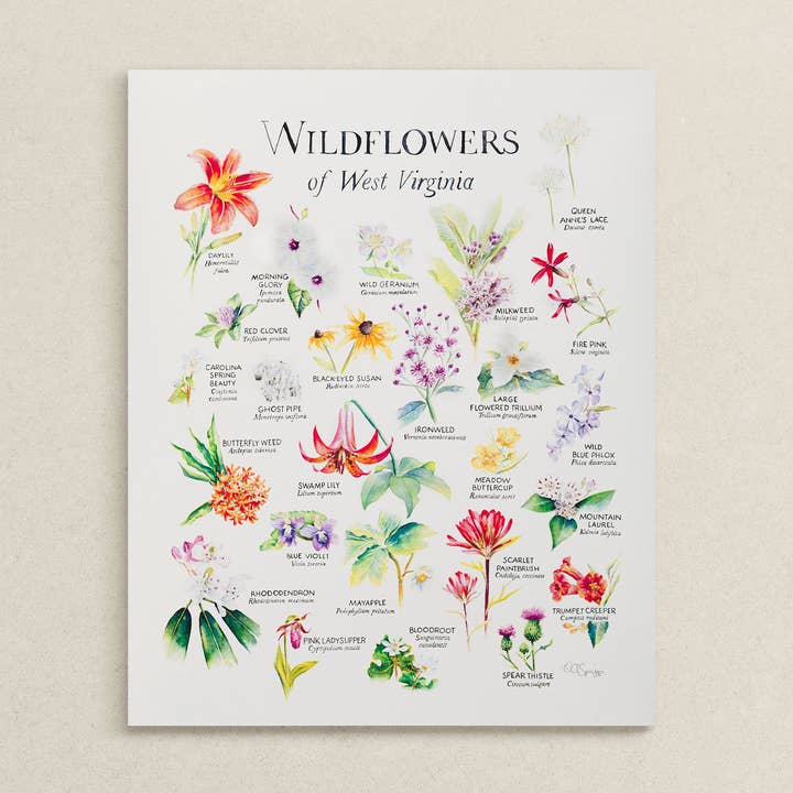 Wildflowers of West Virginia Print for wholesale by Octavia Spriggs Fine Art