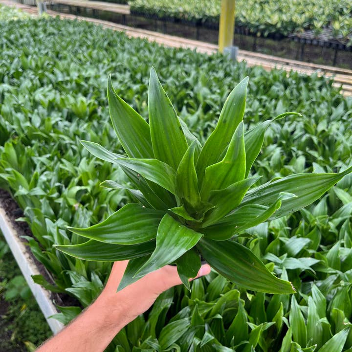 4" Dracaena Compacta 'Janet Craig' for wholesale by Dana-Lynn Nursery