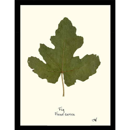 Homegrown Art Co - Wholesale Art Print - Fig Leaf1