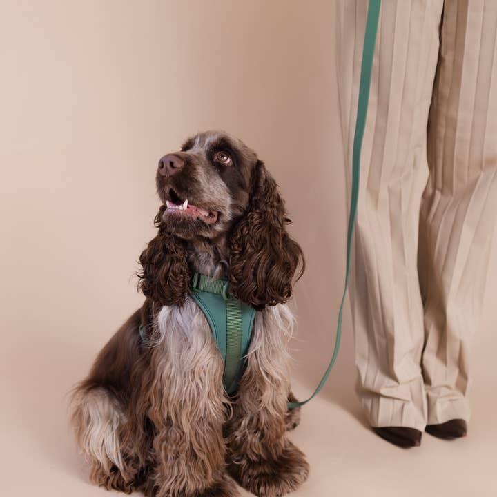 PRILTON - Wholesale Pet Harness - Dog - Harness - Green2