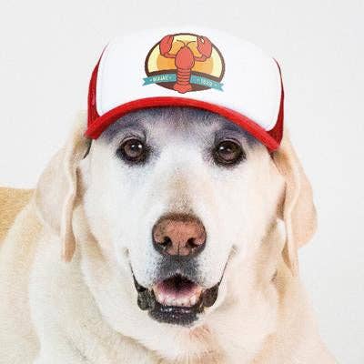 PupLid - Wholesale Pet Hat - Dog - Lobster Standard or Namedrop | Trucker Hat for Dogs7
