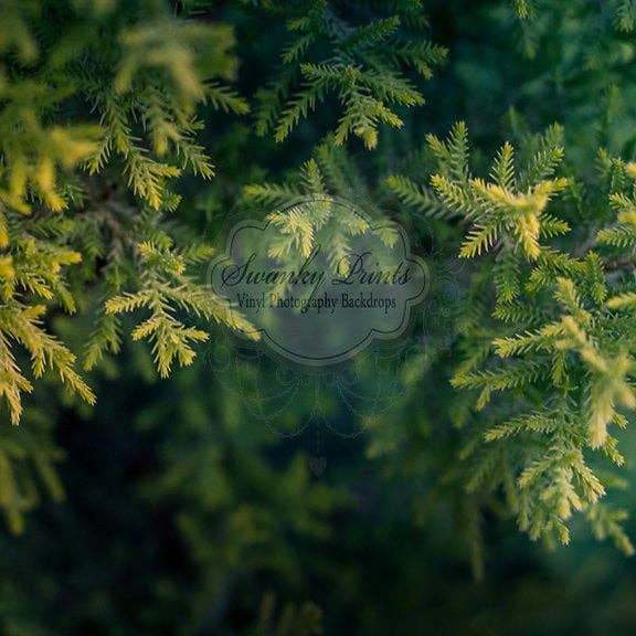 Nyt emne 8ft x 8ft VINYL Fotografering Baggrund/Pine Forest for engroshandel hos Swanky Prints