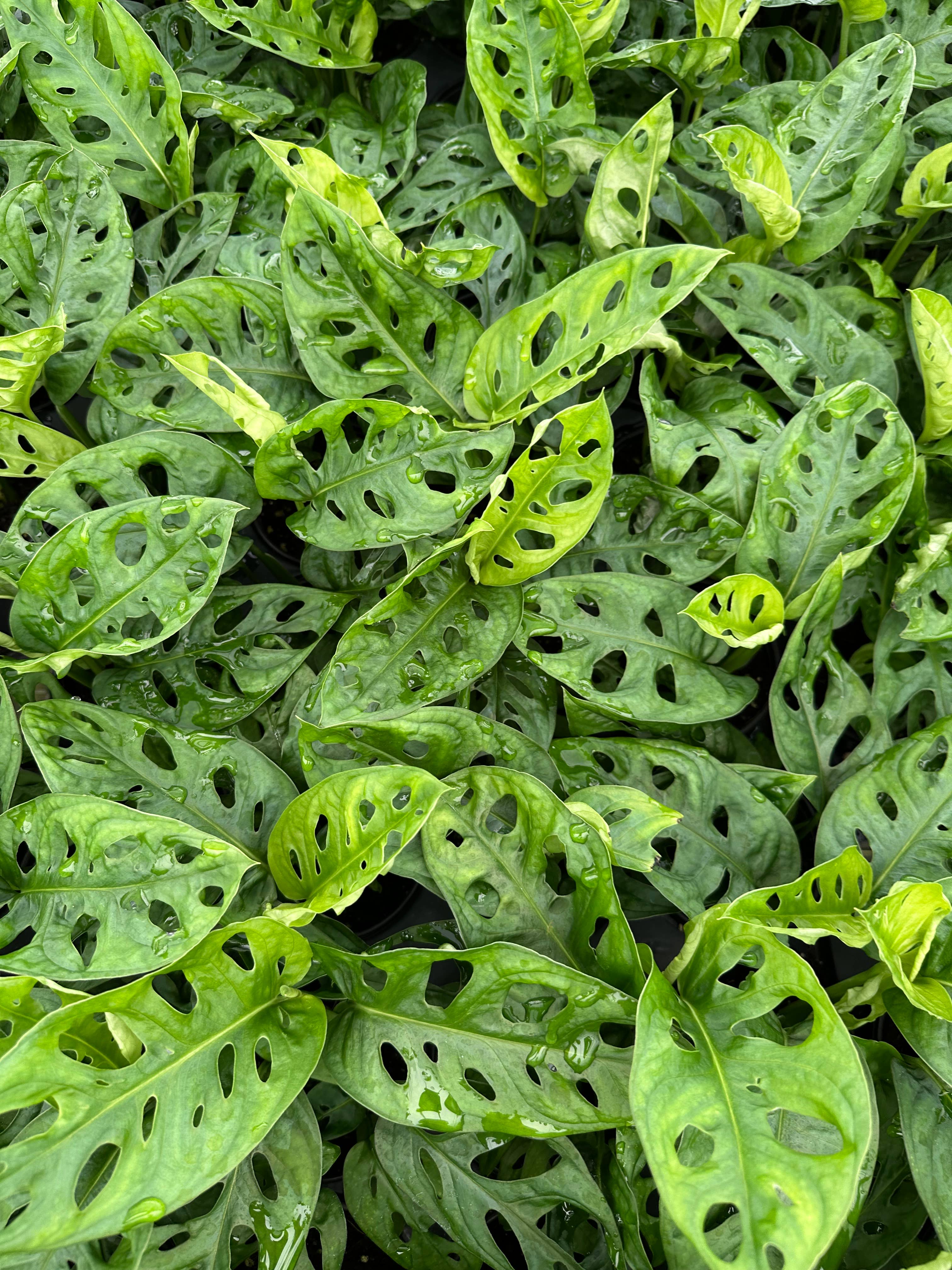Central Florida Ferns & Foliage - Wholesale Live Plant - MONSTERA Adansonii - Wide Live Plant 4in1