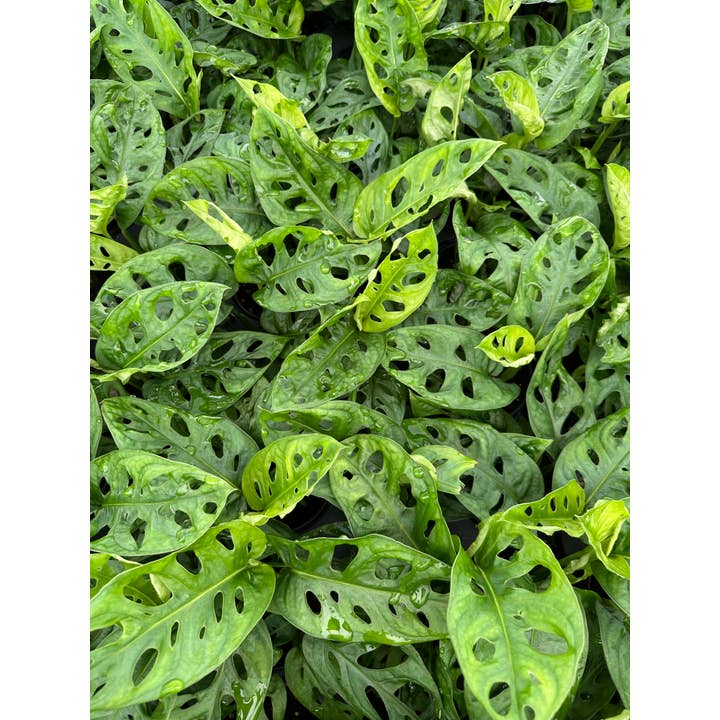 Central Florida Ferns & Foliage - Wholesale Live Plant - MONSTERA Adansonii - Wide Live Plant 4in1