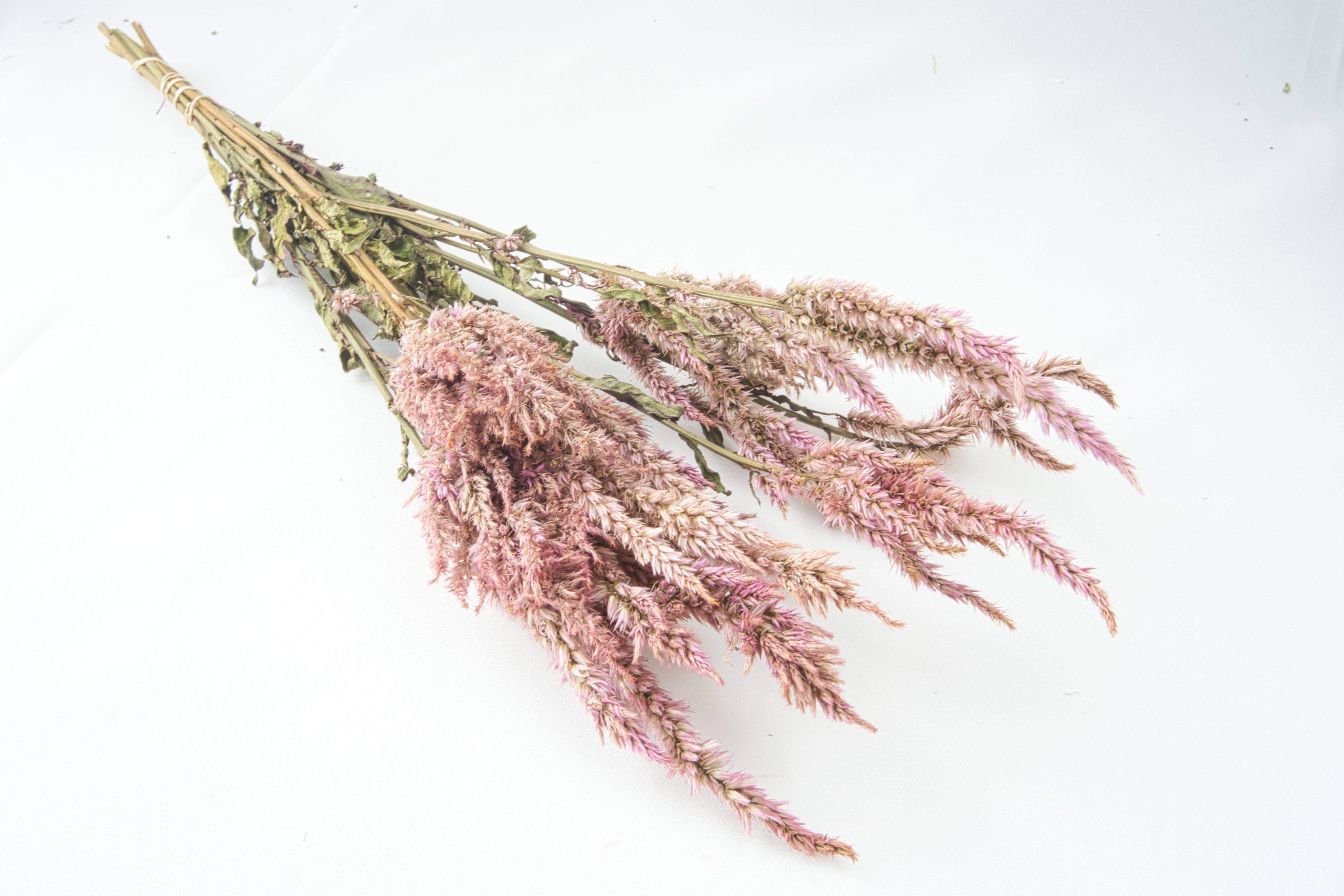 Fence Post Florals - Wholesale Dried/Pressed Flowers - Celosia-Floret1
