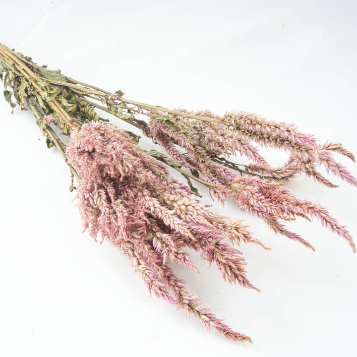 Fence Post Florals - Wholesale Dried/Pressed Flowers - Celosia-Floret1
