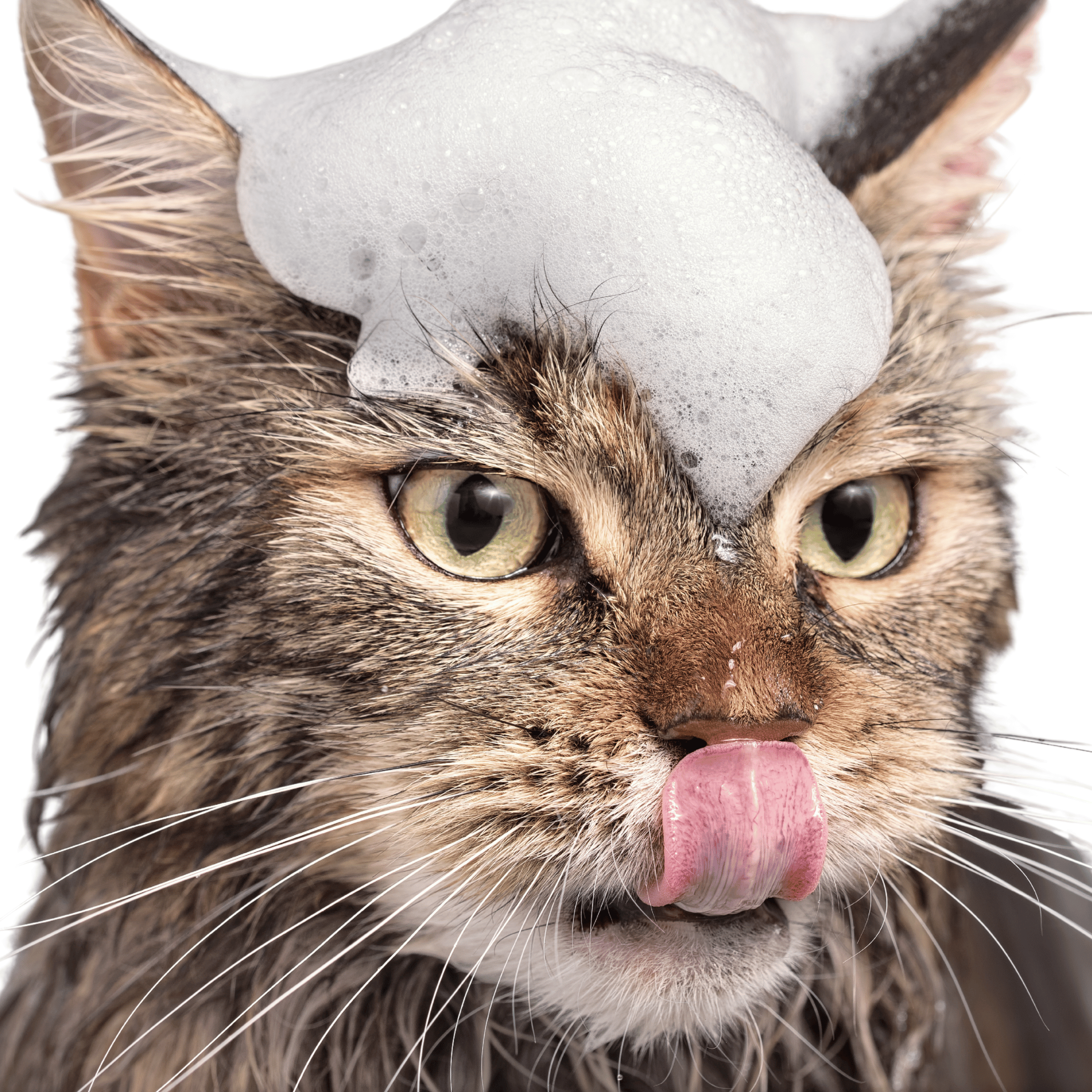 Mettalusso Inc - Vente Shampoing – chien - Mettalusso Plus Shampooing Mousse Végétalien Sans Eau pour Animaux4