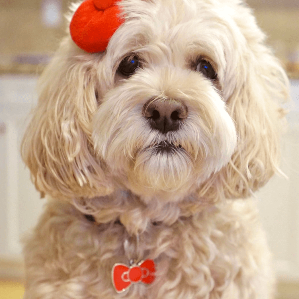 Barkada – Großhandel Haustiermarke – Katze/Hund – Barkada rote Schleifen-Haustier-ID-Marke4