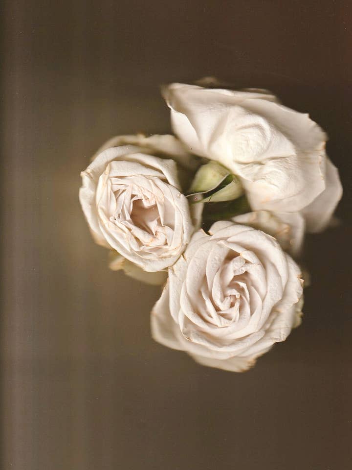 Impression photo emmêlée de fleurs de roses blanches pour la vente par Studio Over Easy