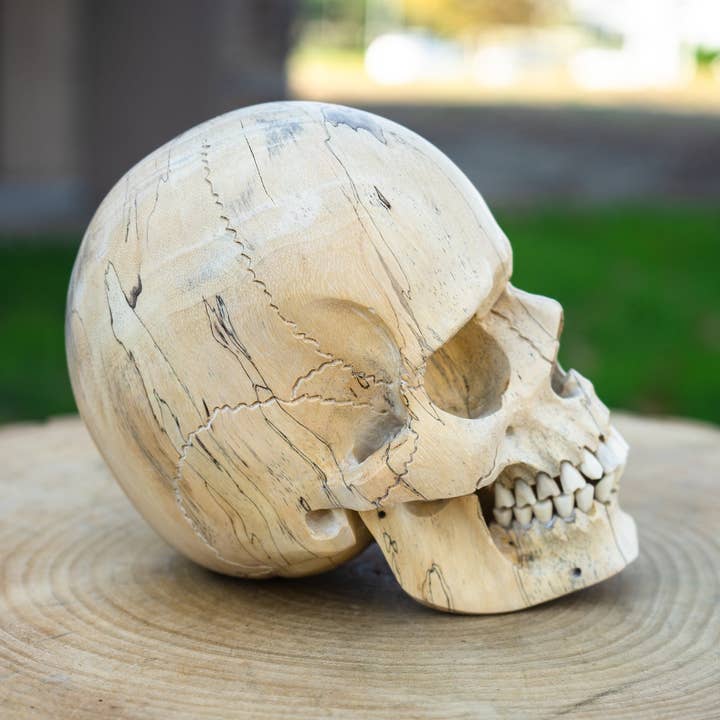 Calavera de madera de tamaño natural de tamarindo de 6 pulgadas para venta al por mayor de OddNot