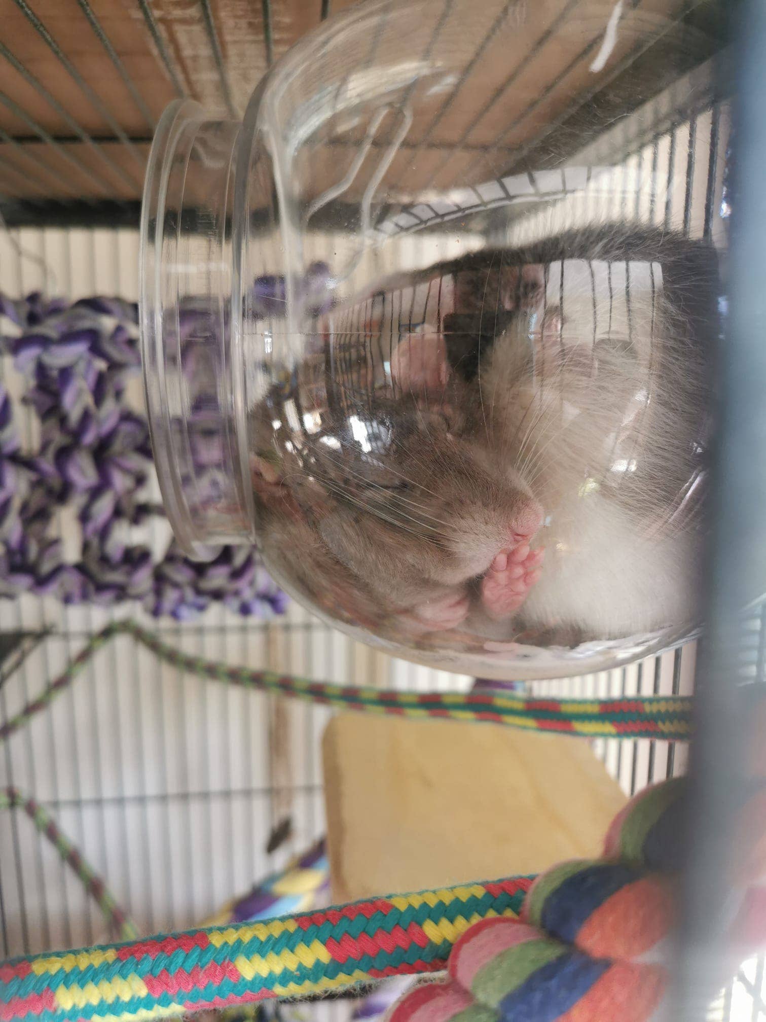 The Nature Nook – wholesale Pet bowl – Cat/dog – Fish bowl rat hide1