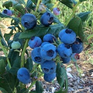 Campbell Gardens - Wholesale Preserves - Blueberry Jalapeño Preserves1