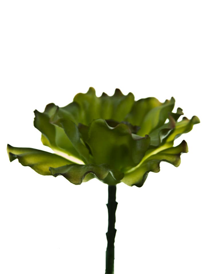 CHOIX DE CHOU 6" pour la vente par American Best