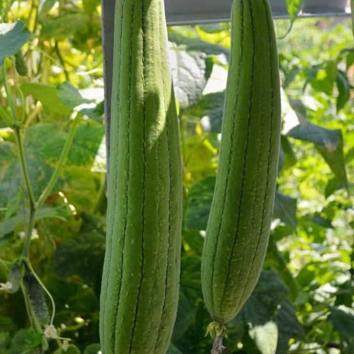 The Rike - Wholesale Plant Seeds - Luffa Seeds Sponge Gourd Ghosaval Loofa 3 pack x 40 Seeds