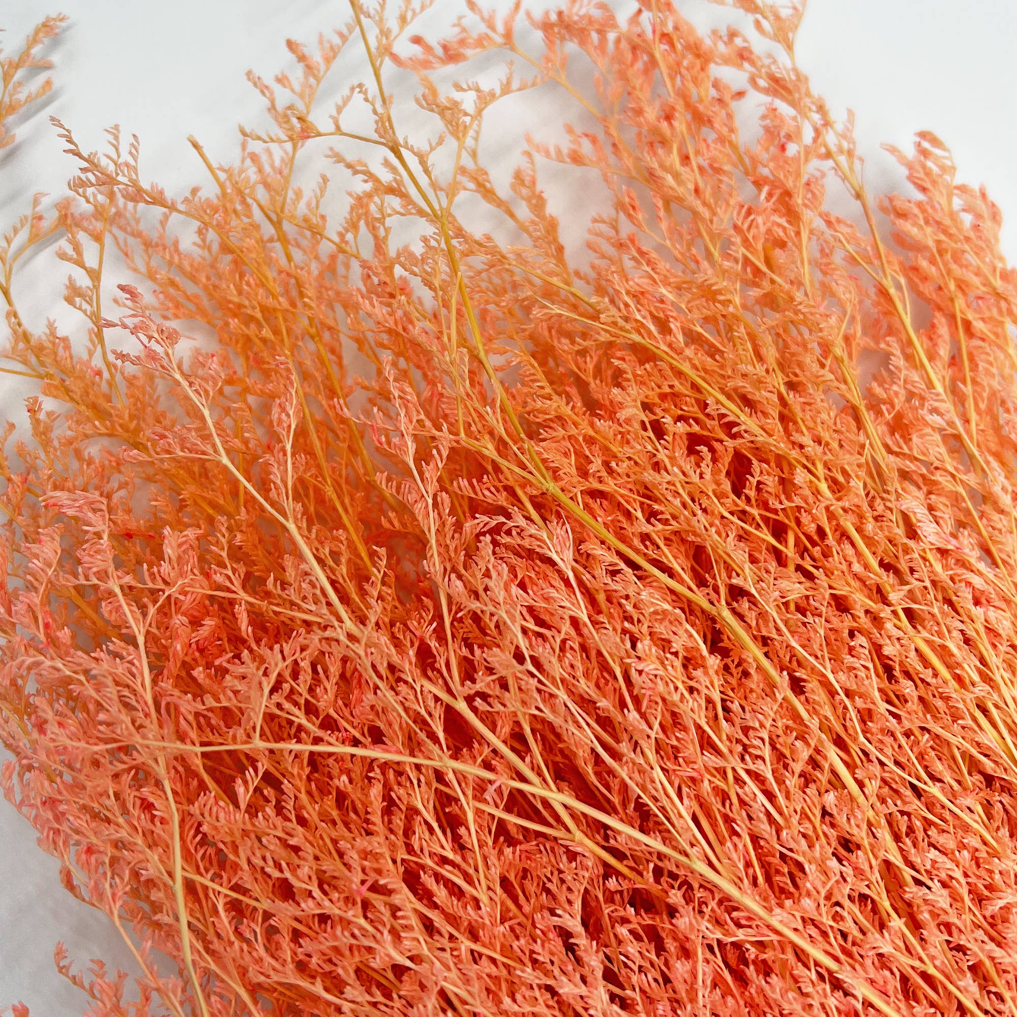 2626 Designs - Wholesale Dried/Pressed Flowers - Dried Preserved Valentin Grass Bouquet 21" Multiple Colors14
