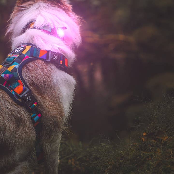 Twiggy Tags - Wholesale Pet collar – Cat/dog - TrekBright™ Adjustable Rechargeable Dog Safety Light 3