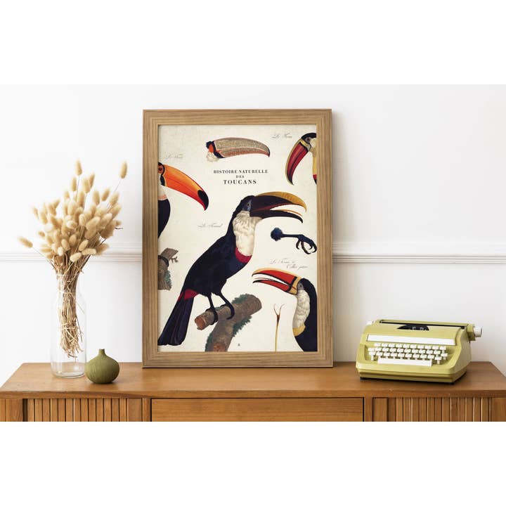 Naturlig historia om tukaner • Ornitologisk plansch för wholesale av Maison Chapal