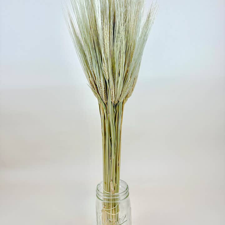 Lovejoy Farms Premium Dried Flowers - Wholesale Dried/Pressed Flowers - Bearded Triticale Wheat – Naturally Dried Decorative Grass0