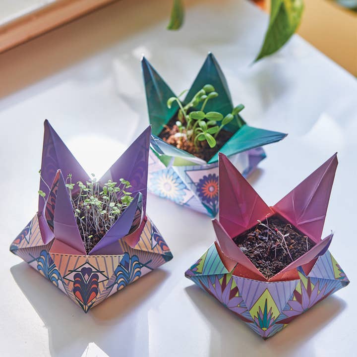 Modern Sprout - Wholesale Plant Seeds - Cosmic Seed Kit