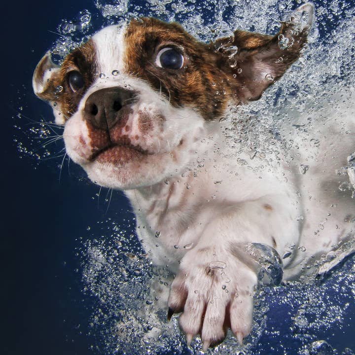 Underwater Dogs Popsicle 100pc 12x9" for wholesale by Primemotion, Inc