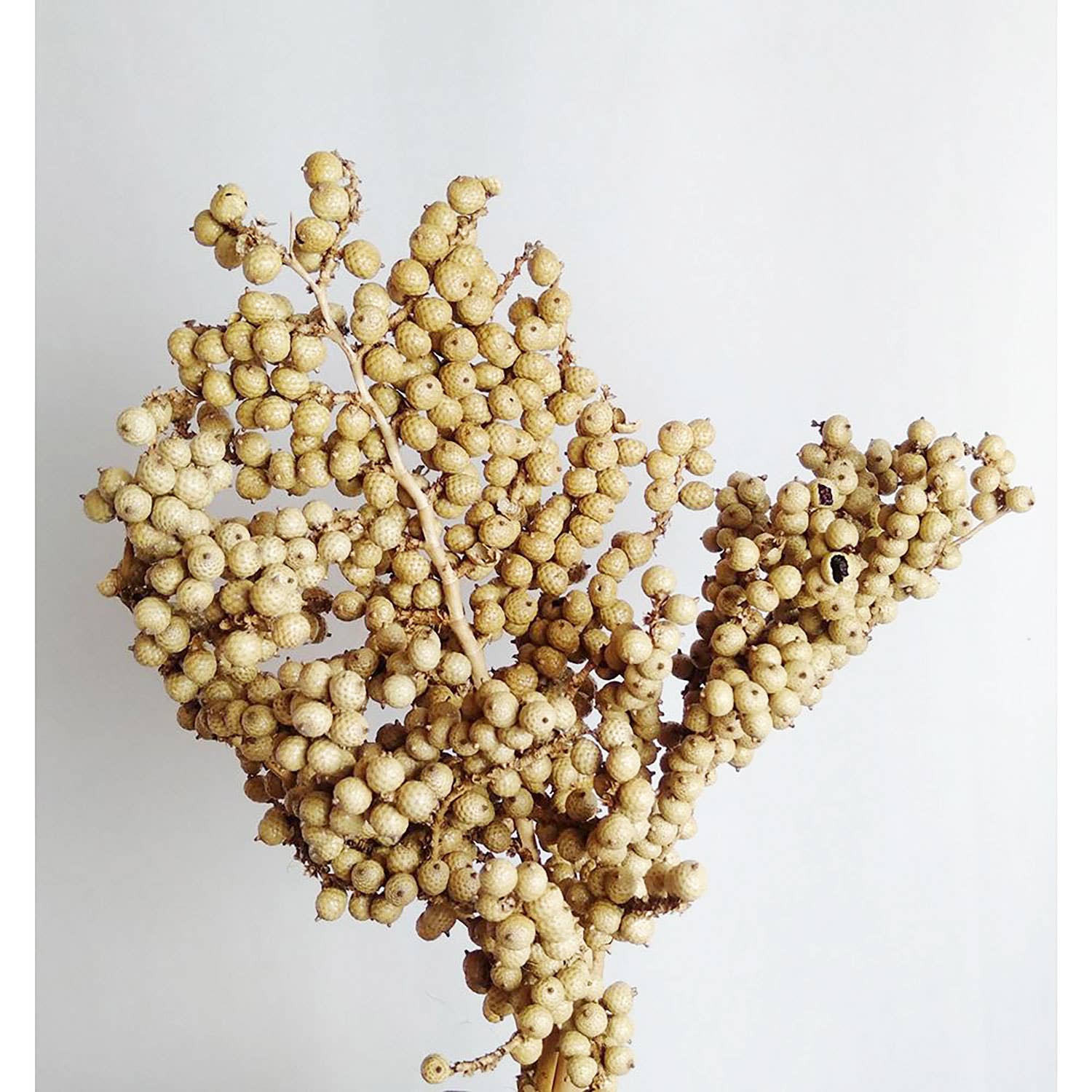 A&B Home Group Inc. - Wholesale Artificial Plant - 12" 3Pcs/Bunch Canella Special - Natural0