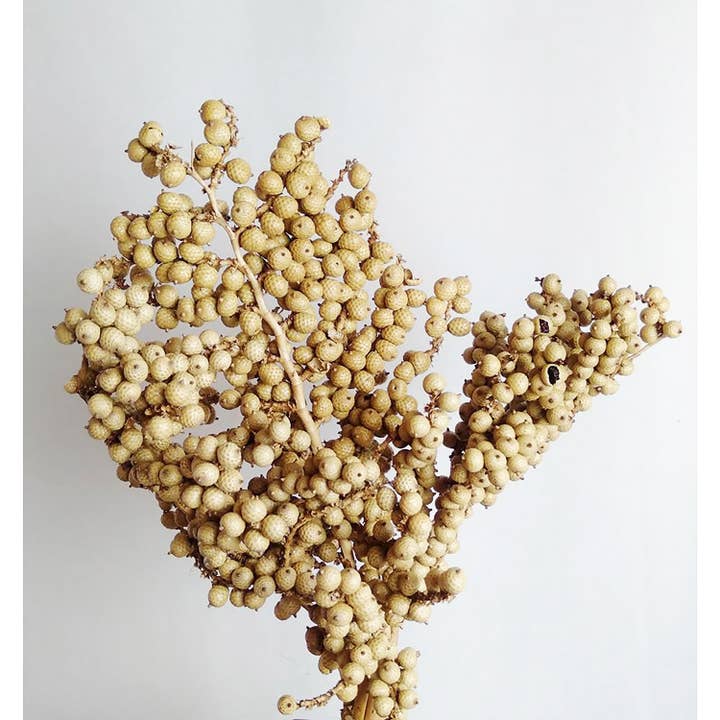 A&B Home Group Inc. - Wholesale Artificial Plant - 12" 3Pcs/Bunch Canella Special - Natural