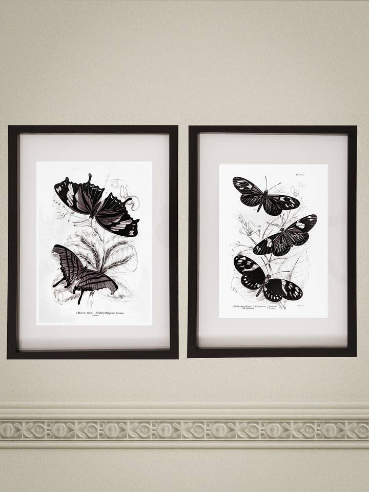 Ensemble encadré de deux impressions d'art vintage de papillons 02 (Collection de cadres Noir Noir) pour la vente par Coultura