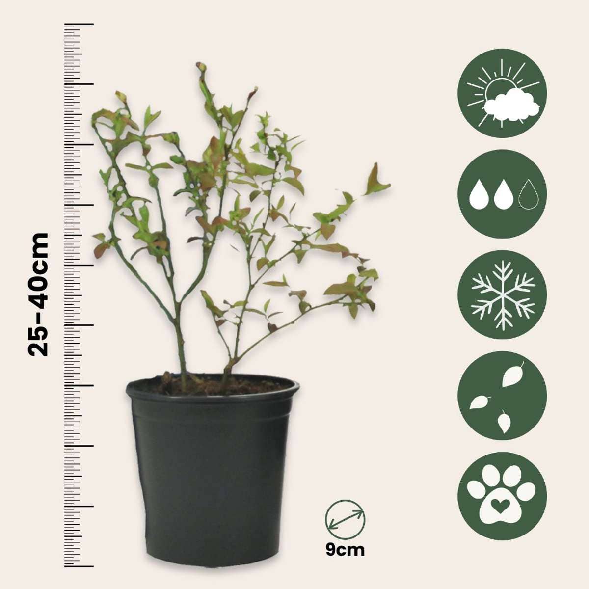 Oasis of Life - Wholesale Live Plant - Blueberry – 6 plants – Vaccinium Corymbosum ‘Sunshine Blue’ – Height 25–40cm – Ø9cm – High-yield blueberry plants with large fruits – Hardy & easy to care for – Ideal for garden, raised bed & container2