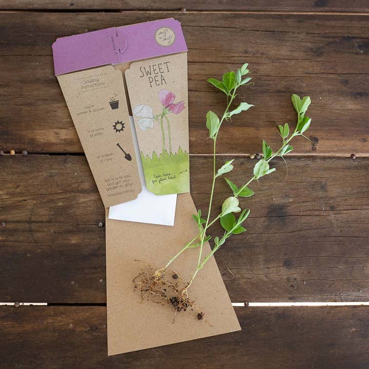 Sow 'n Sow – wholesale Plant seeds – Sweet Pea Gift of Seeds (Australia Only)2