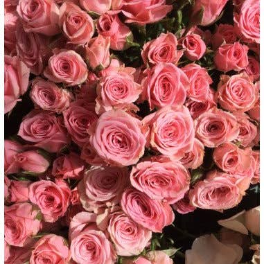 Florasource - Wholesale Fresh Cut Flowers - Spray Rose Medium Pink Lydia 100 Stems