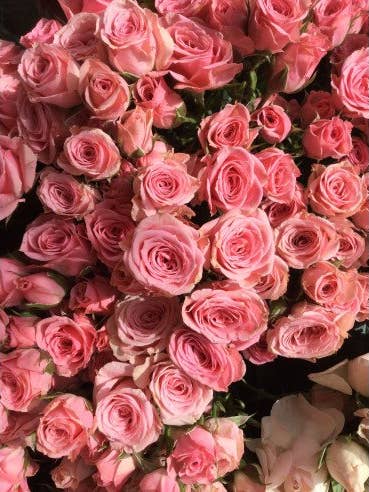 Spray Rose Medium Pink Lydia 100 Stems for wholesale by Florasource