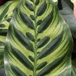 Succulents & Such, Inc. - Wholesale Live Plant - 4" Calathea Makoyana & Calathea Freddie COMBO