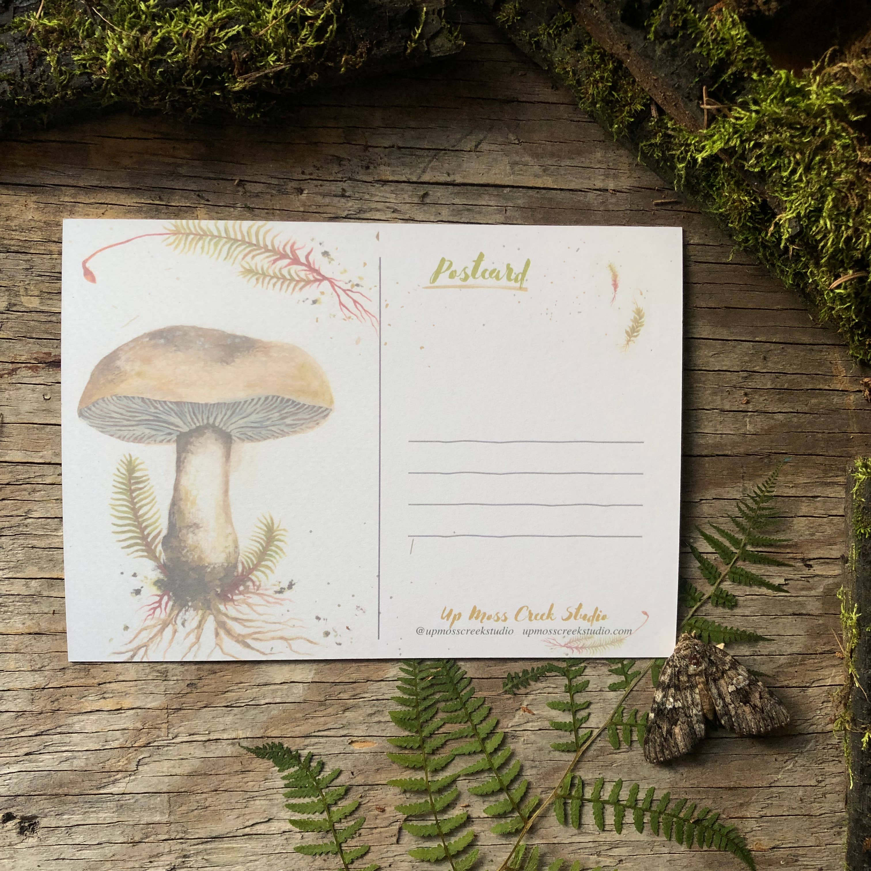 Up Moss Creek Studio - Vendita all'ingrosso Stampa artistica - Cartolina Shaggy Mane 2