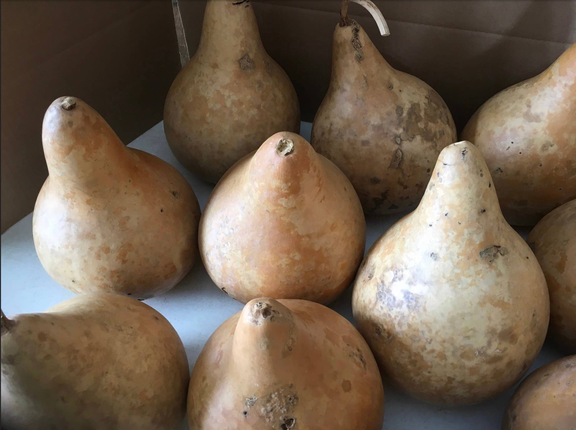 YellowSeventeen - Wholesale Decorative Tabletop Object - 16 Craft Ready Cleaned SPECIALS Gourds Martin House 7 inch3