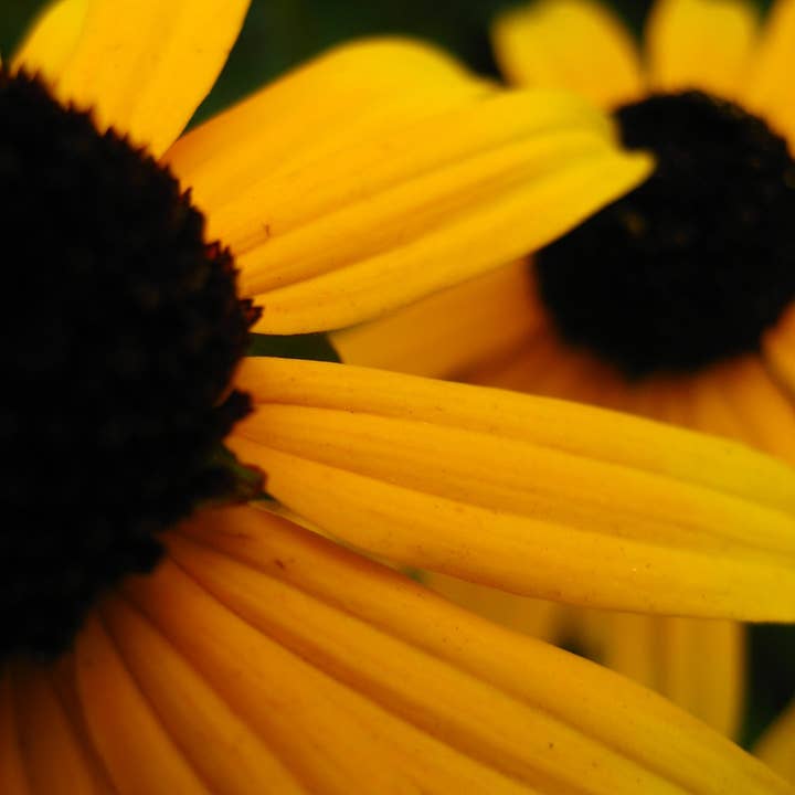 Black-eyed Susans for wholesale by Sarah’s Card Co.