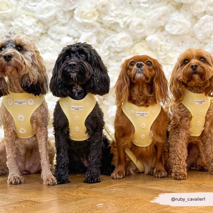 Cocopup London - Wholesale Pet Harness - Dog - Buttercup Pup Adjustable Neck HARNESS9
