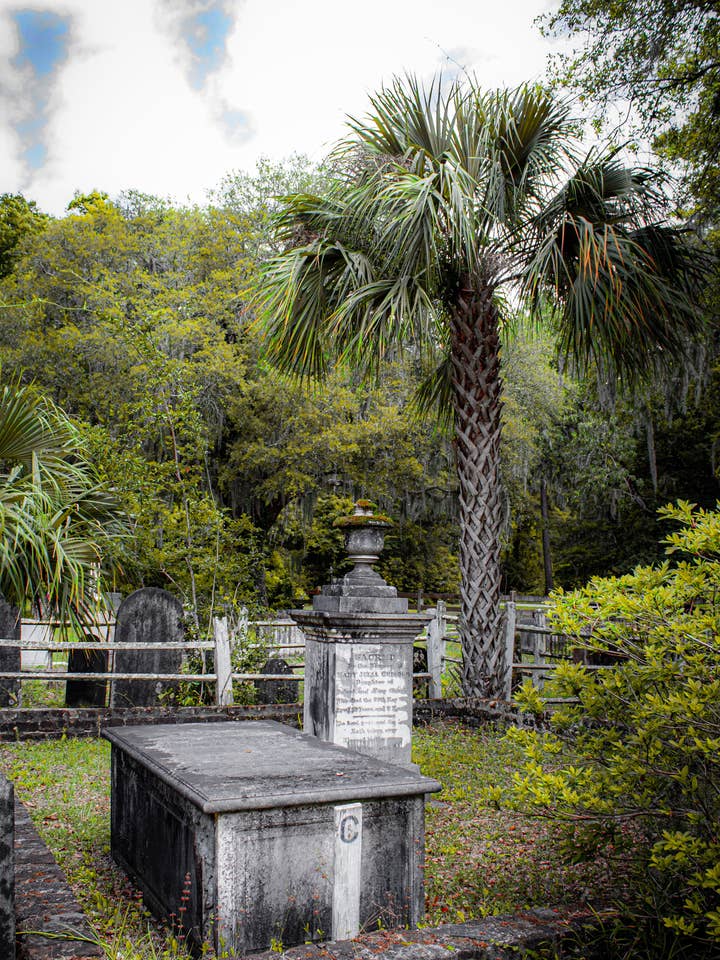 Edisto Presbyterian Palm- Ships within 2 weeks for wholesale by Sawdust and Clay
