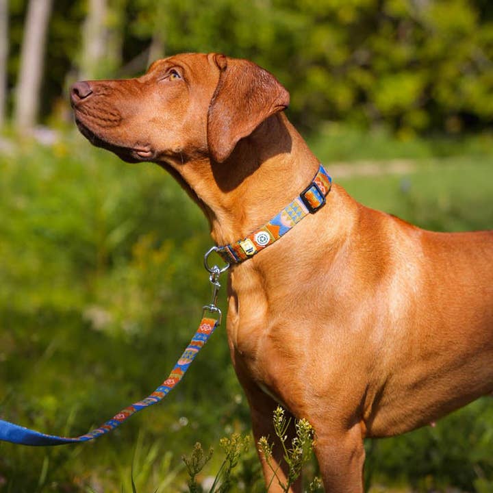 Woolly Wolf – Großhandel Haustierhalsband – Hund – Nightless Night Hundehalsband aus recyceltem Material (RPET)