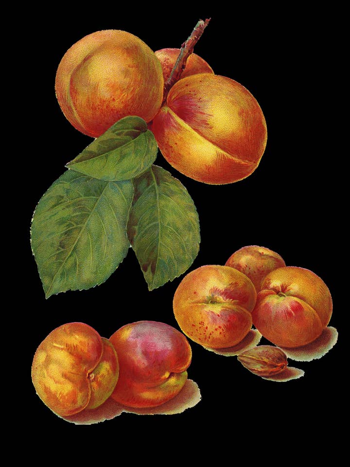 Apricot Soliflore Parfum for wholesale by Libby Patterson Organics