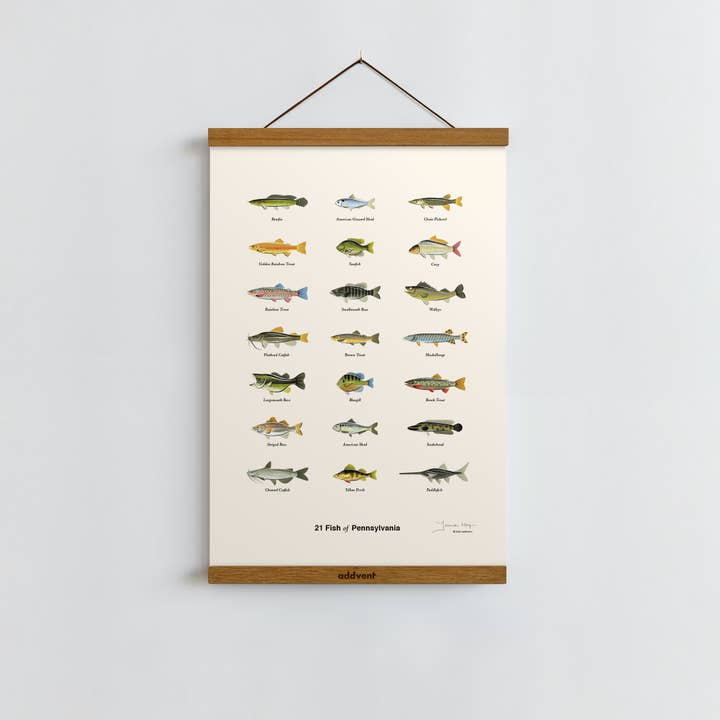 Addvent - Wholesale Art Print - Common Fish of Pennsylvania / Poster Art Print2