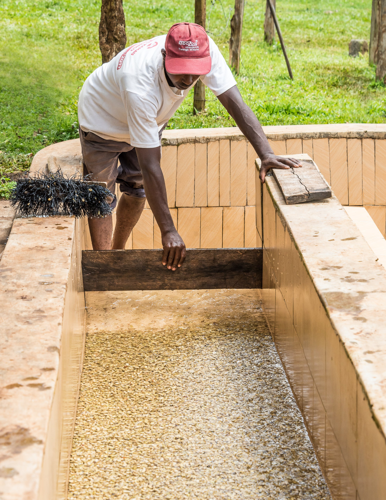 Gust Coffee Roaster - Wholesale Coffee Beans - Kenya - Ngandu AA 250G | filter roast5