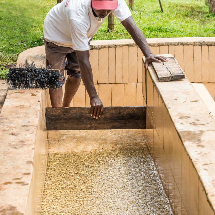 Gust Coffee Roaster - Wholesale Coffee Beans - Kenya - Ngandu AA 250G | filter roast5