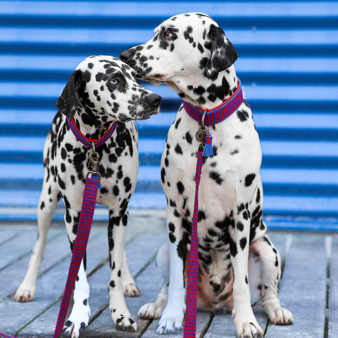 Dog with a Mission - Wholesale Pet Collar - Dog - Mr Clooney Dog Collar2