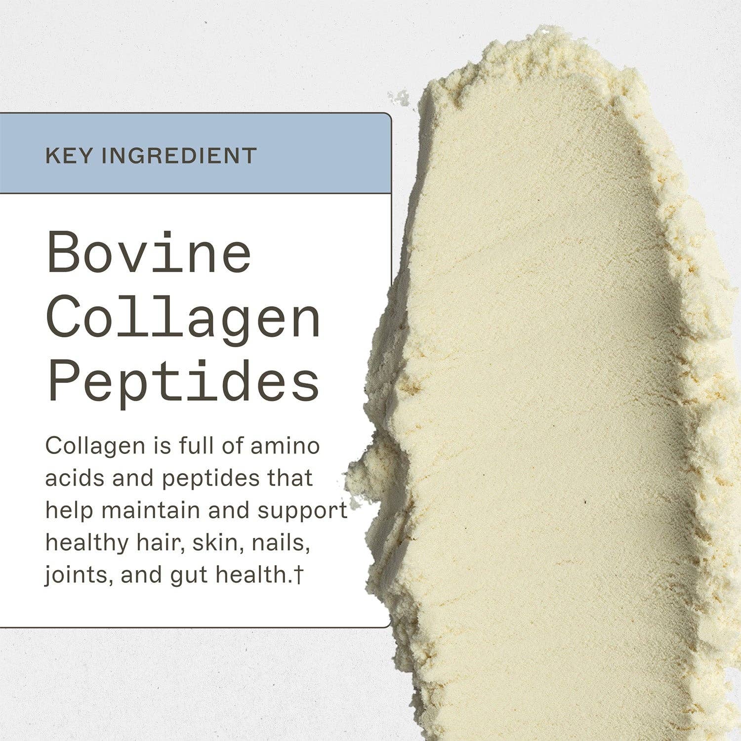 AMMD™ by Amy Myers MD® – Proteína/Superalimento em pó por atacado – Pó de Proteína Paleo - Baunilha4