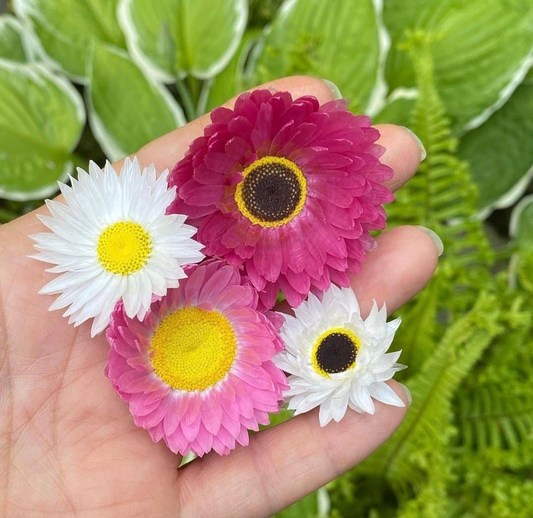 Native Seed Box – Sementes de plantas por atacado – Campos de margaridas eternos3