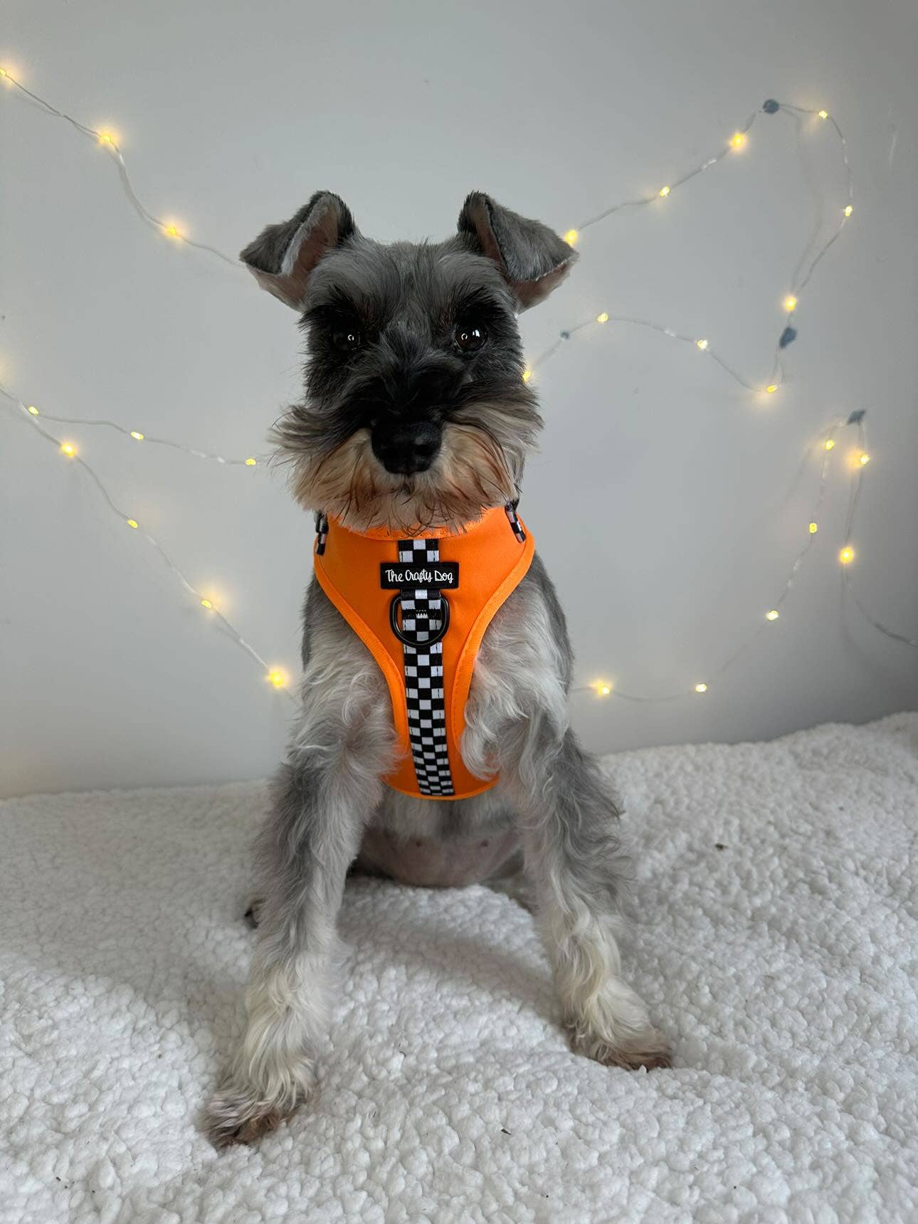 The Crafty Dog Co – Großhandel Haustiergeschirr – Hund – McLawren Harness - McLaren Orange kariert PawFormula 1 F18