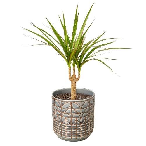 House Plant Wholesale WEST - Wholesale Live Plant - Dracaena 'Marginata Cane'