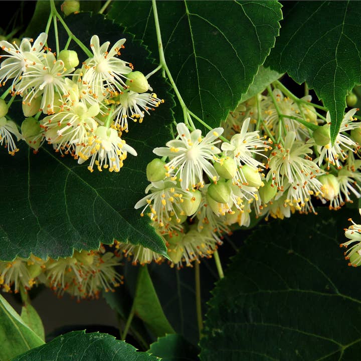 The Herbologist Shop - Wholesale Health/Detox Tea - Grief Relief Tea Loose Leaf Organic 2oz2