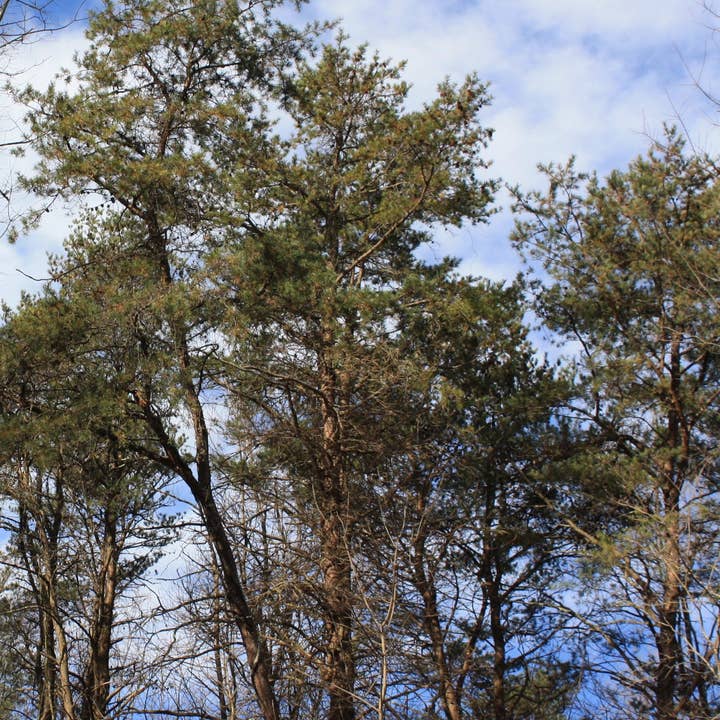 GardenPerspective - Wholesale Live plant - 5 Virginia Pine Tree Live Plant Pinus Virginiana Outdoor 8