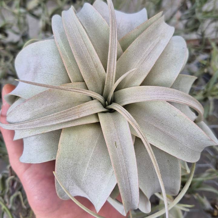 Airplant Direct - Wholesale Live Plant - Tillandsia Xerographica0